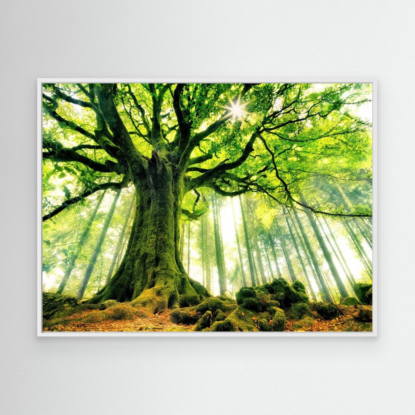 Ponthus' Beech by Christophe Kiciak