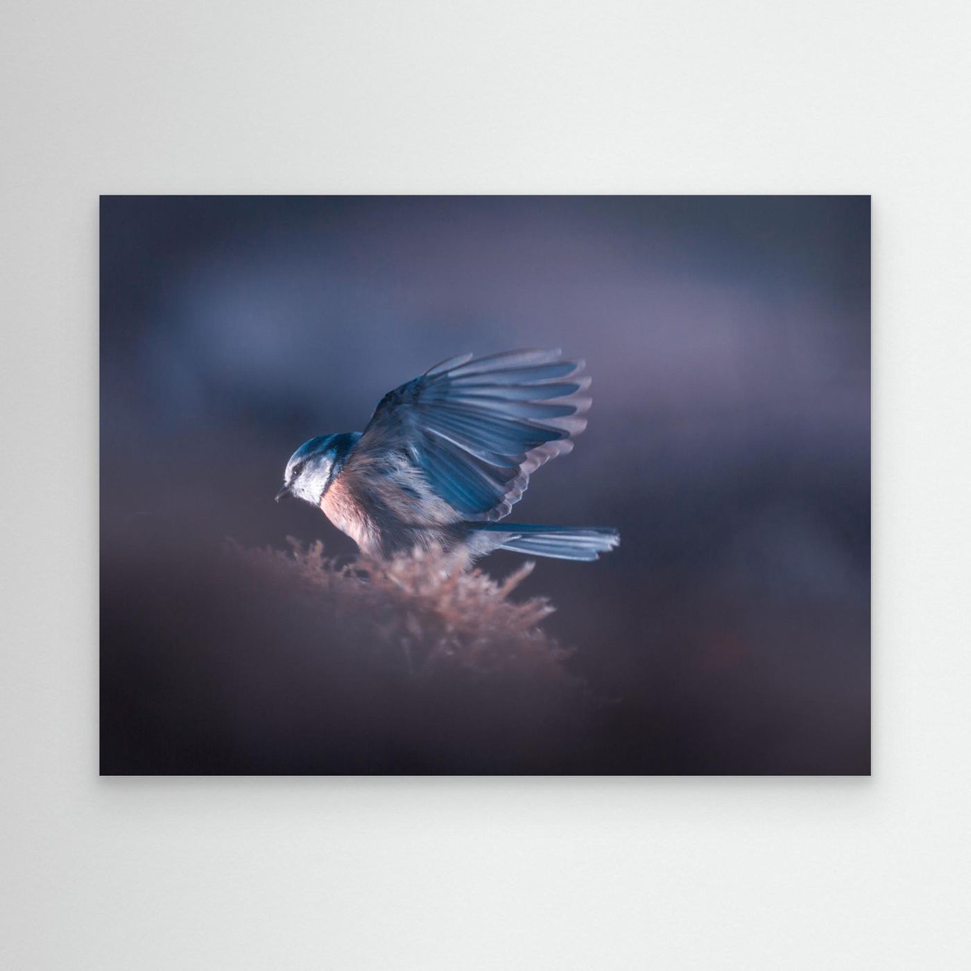 A bird world VIII by Fabien Bravin