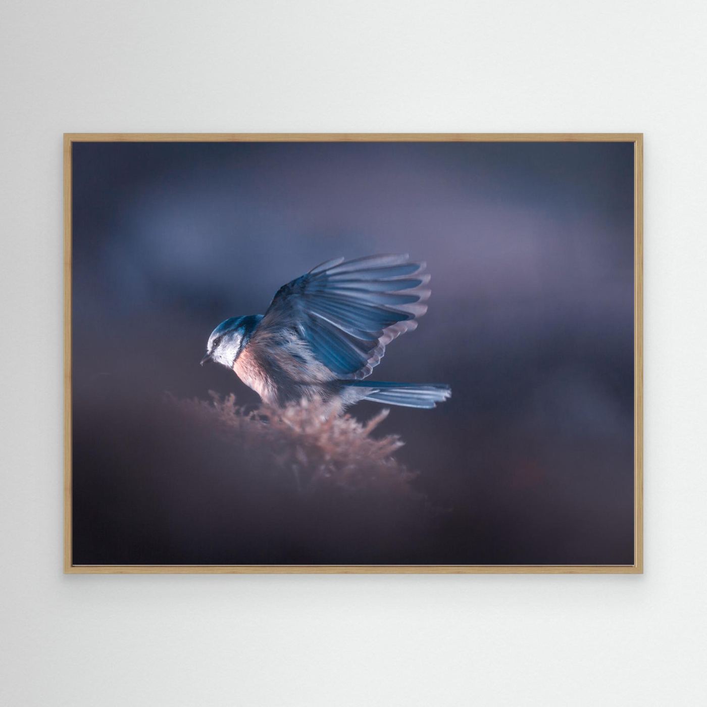 A bird world VIII by Fabien Bravin