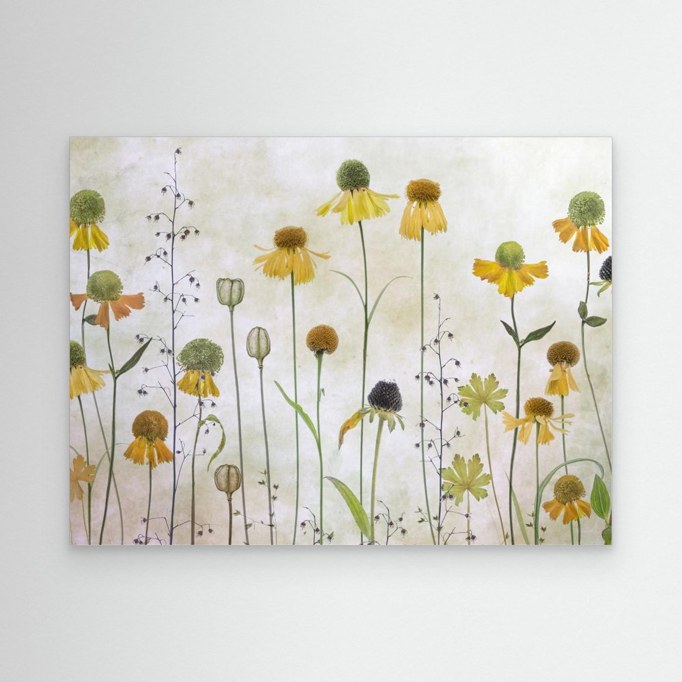 Helenium by Mandy Disher