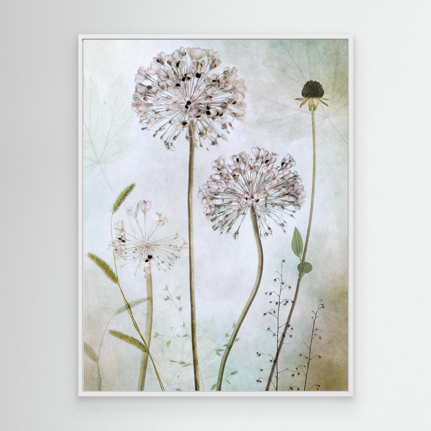 Allium by Mandy Disher